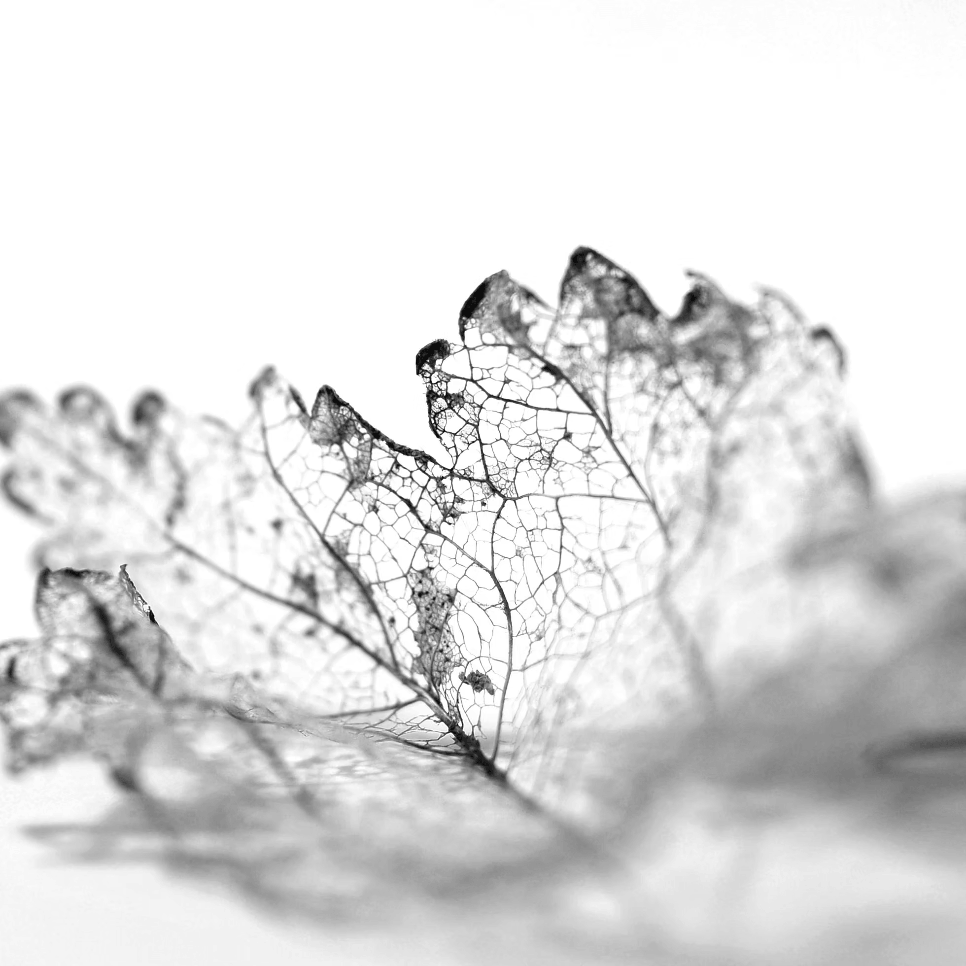 Skeleton leaf artwork